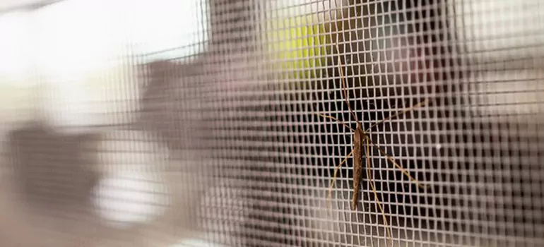 Repair Mosquito Mesh For Windows in Temple Terrace, FL